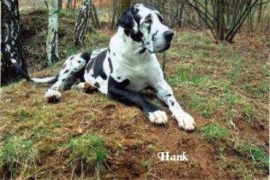 Deutsche Dogge "Hank"