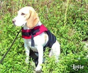 Beagle "Lotte"