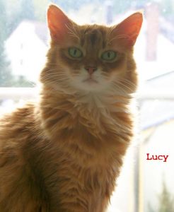 Katze "Lucy"