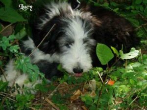 Bearded Collie "Lucy"