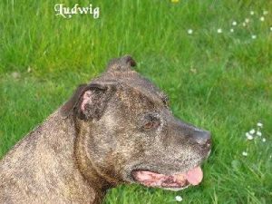 American Staffordshire Terrier "Ludwig"
