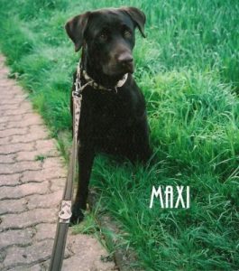 Labrador "Maxi"