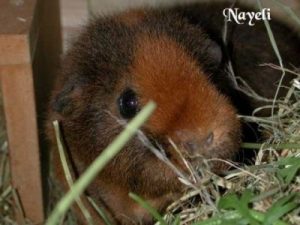 Meerschweinchen "Nayeli"