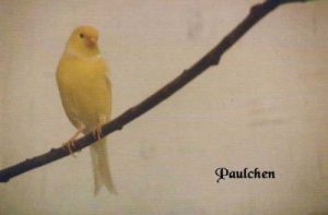 Kanarienvogel "Paulchen"