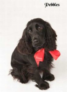 Cocker Spaniel "Pebbles"