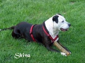 American Staffordshire Terrier "Shiva"