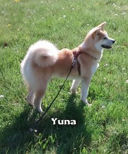 Akita "Yuna"