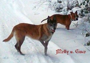 Mischling "Molly" u. American Staffordshire Terrier" Cisco"