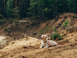 Leinenpflicht für Hunde im Wald ist in den Bundesländern unterschiedlich geregelt.