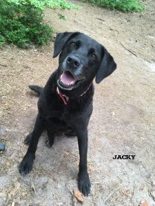 Labrador-Mischling "Jacky"