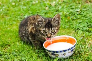 Katzen und Milchprodukte